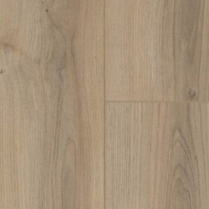 Mulga Oak